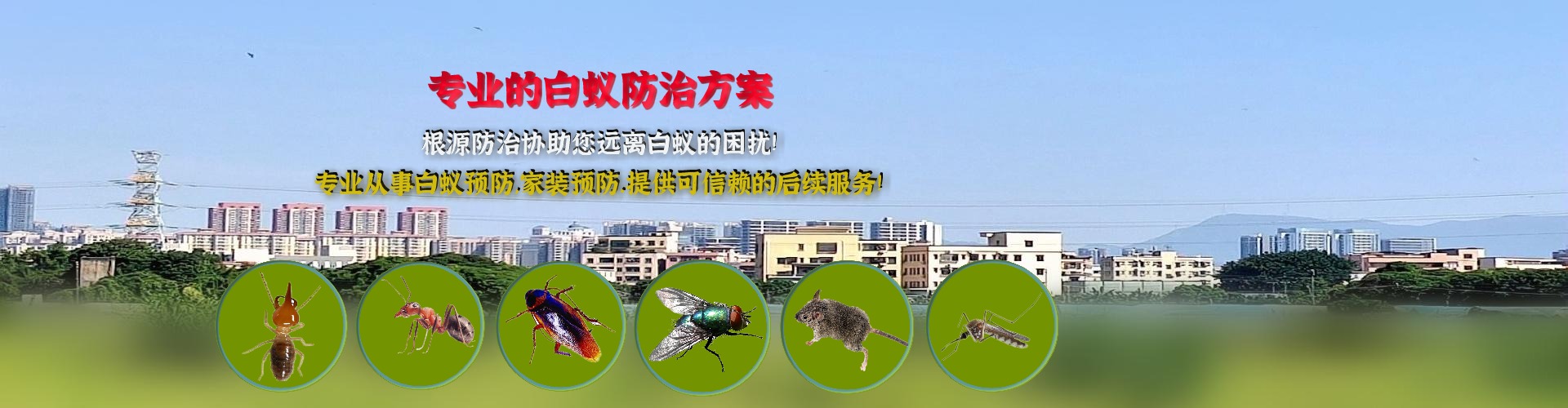 莞城白蚁防治,长安白蚁防治,沙田灭白蚁公司