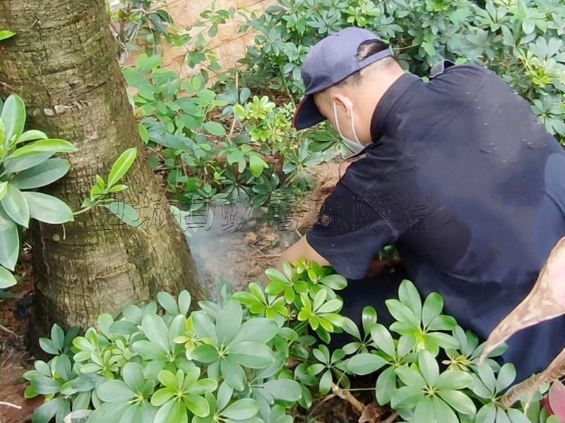 房屋装修防白蚁的方法-东城灭白蚁公司,南城白蚁防治中心